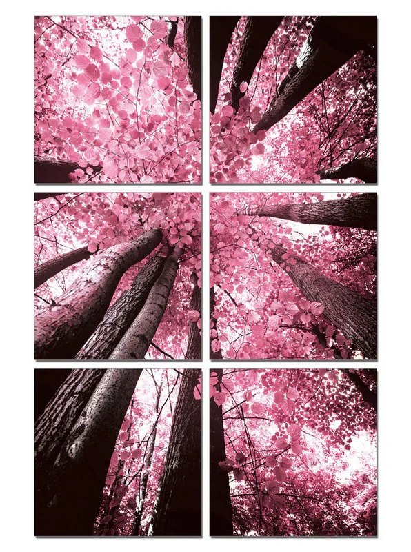 24" Canvas 6 Panels Blossom Trees Color Photo By Homeroots