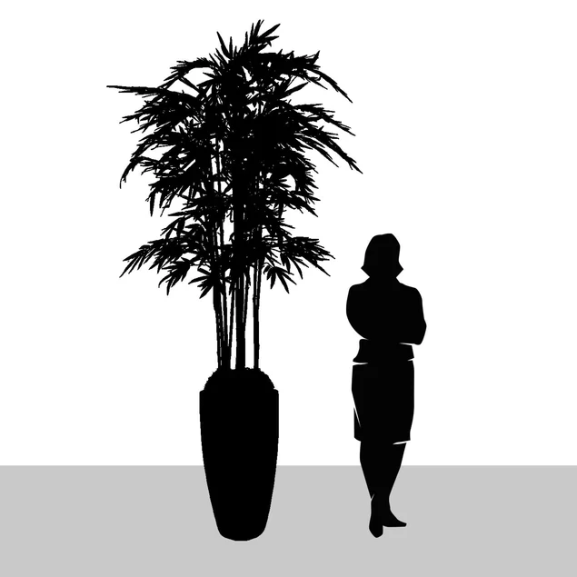 Bamboo Tree in Kawa Planter, Black By Gold Leaf Design Group - Image 6