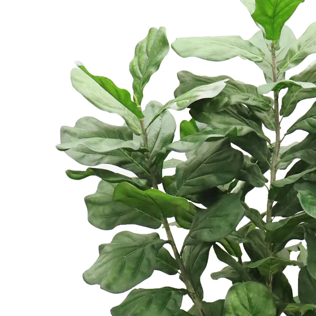Fiddle Leaf Tree 72"H Bushy, Potted By Gold Leaf Design Group - Image 4