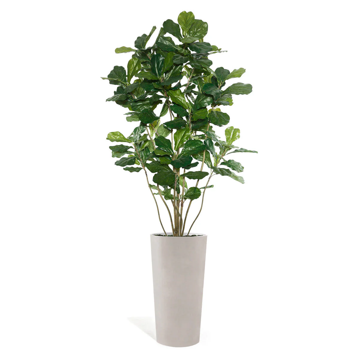 Fiddle Leaf Tree in Harmony Planter MD By Gold Leaf