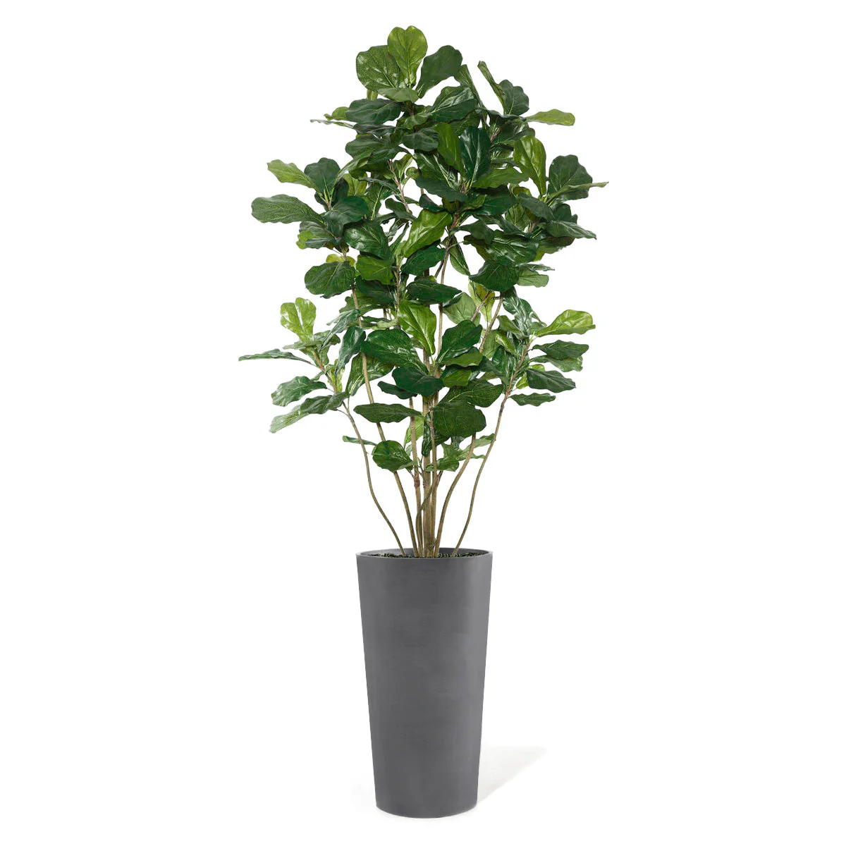 Fiddle Leaf Tree in Harmony Planter MD By Gold Leaf - Image 7
