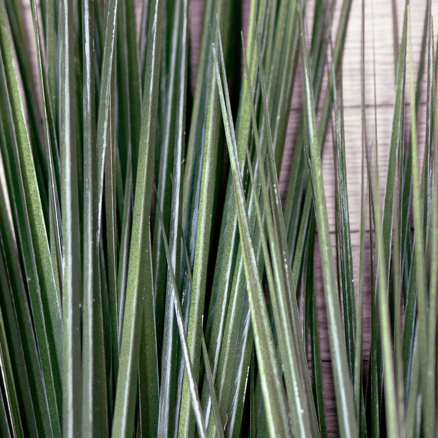 Grass: Cortada Grass in Barrel Planter MD, Black Satin By Gold Leaf - Image 4