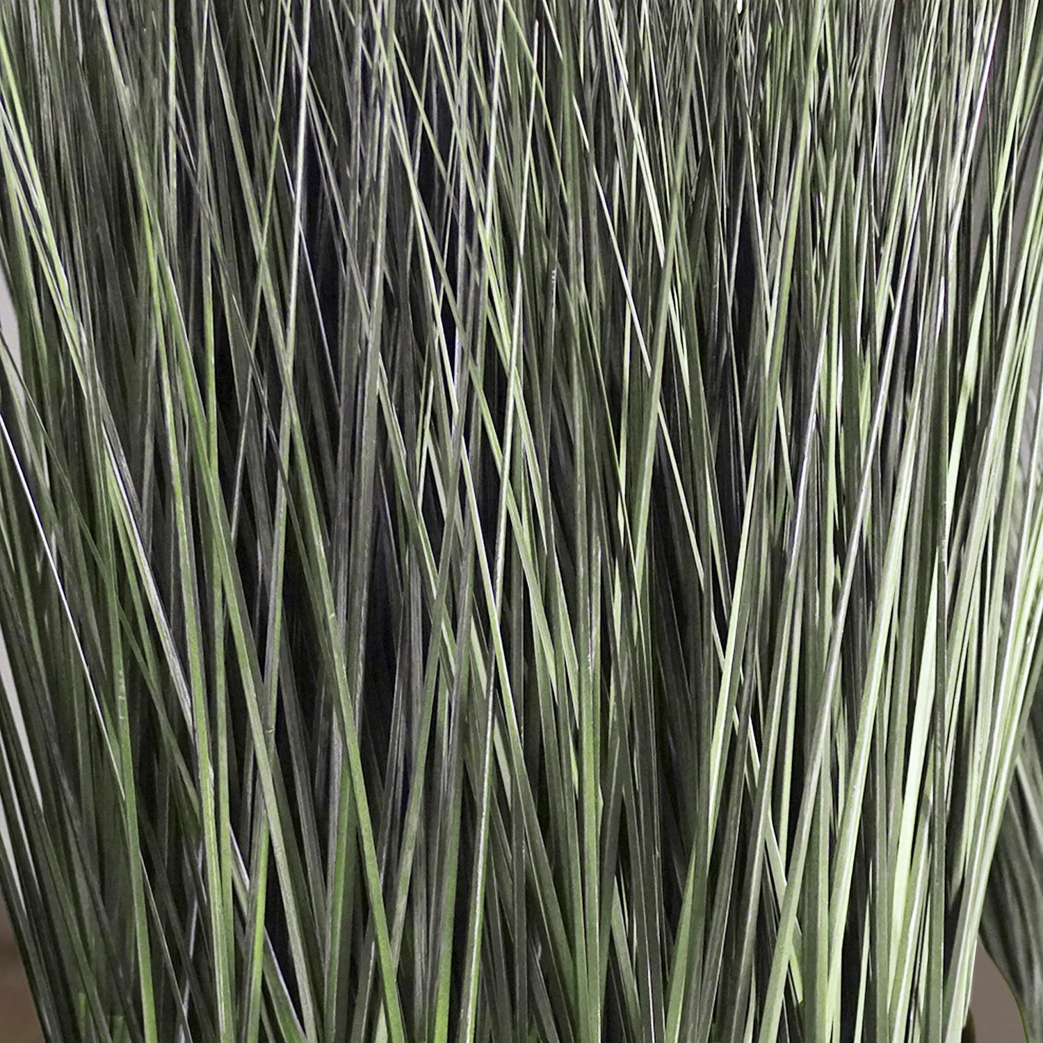 Grass: Cortada Grass in Barrel Planter MD, Brown DK Satin By Gold Leaf - Image 2