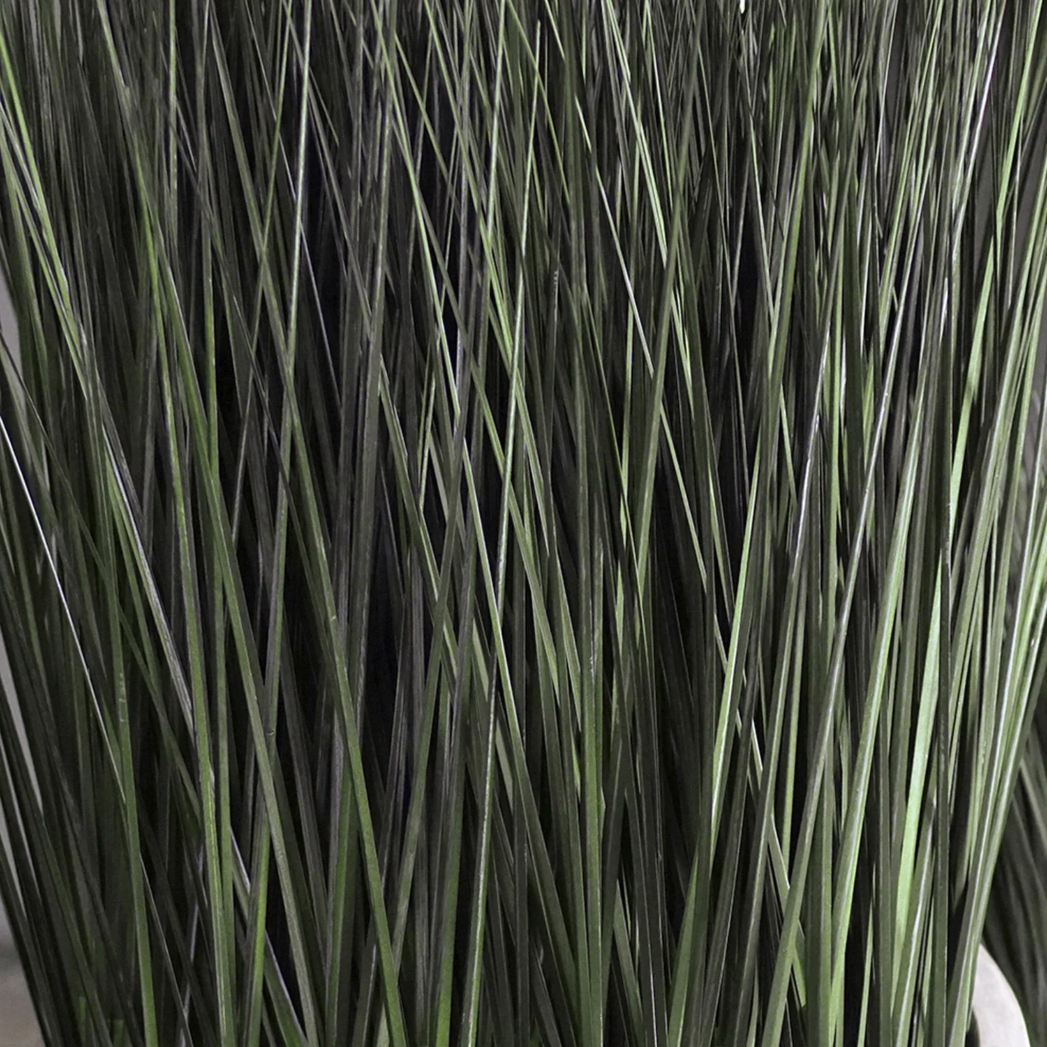 Grass: Cortada Grass in Custom Rectangle Bronze Black Planter By Gold Leaf - Image 2