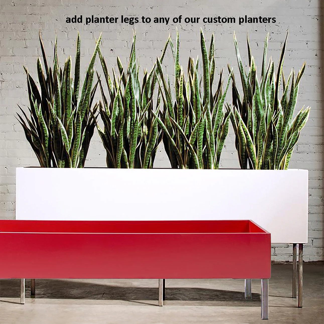 Grass: Cortada Grass in Custom Rectangle Bronze Black Planter By Gold Leaf - Image 3