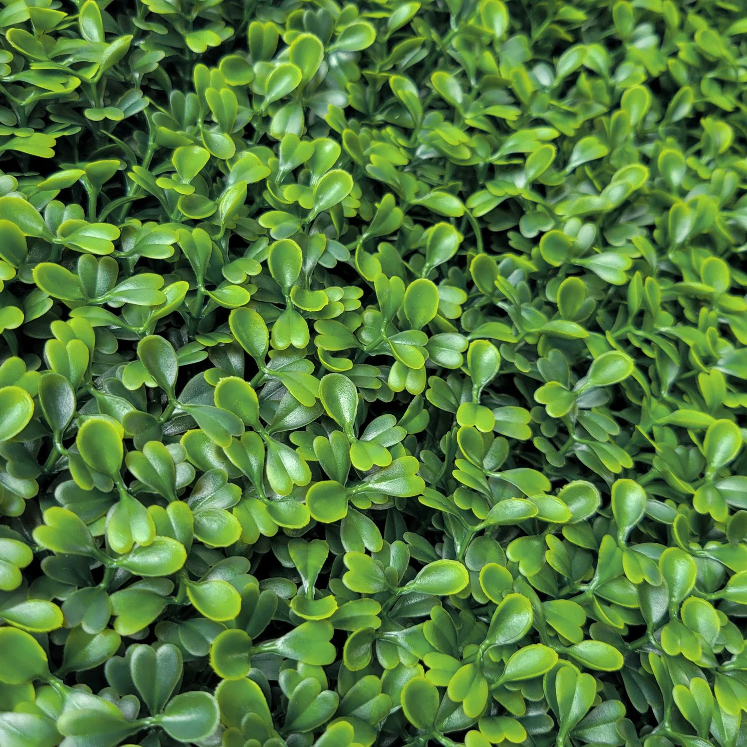 Green Wall, Mini Boxwood 1 By Gold Leaf - Image 3