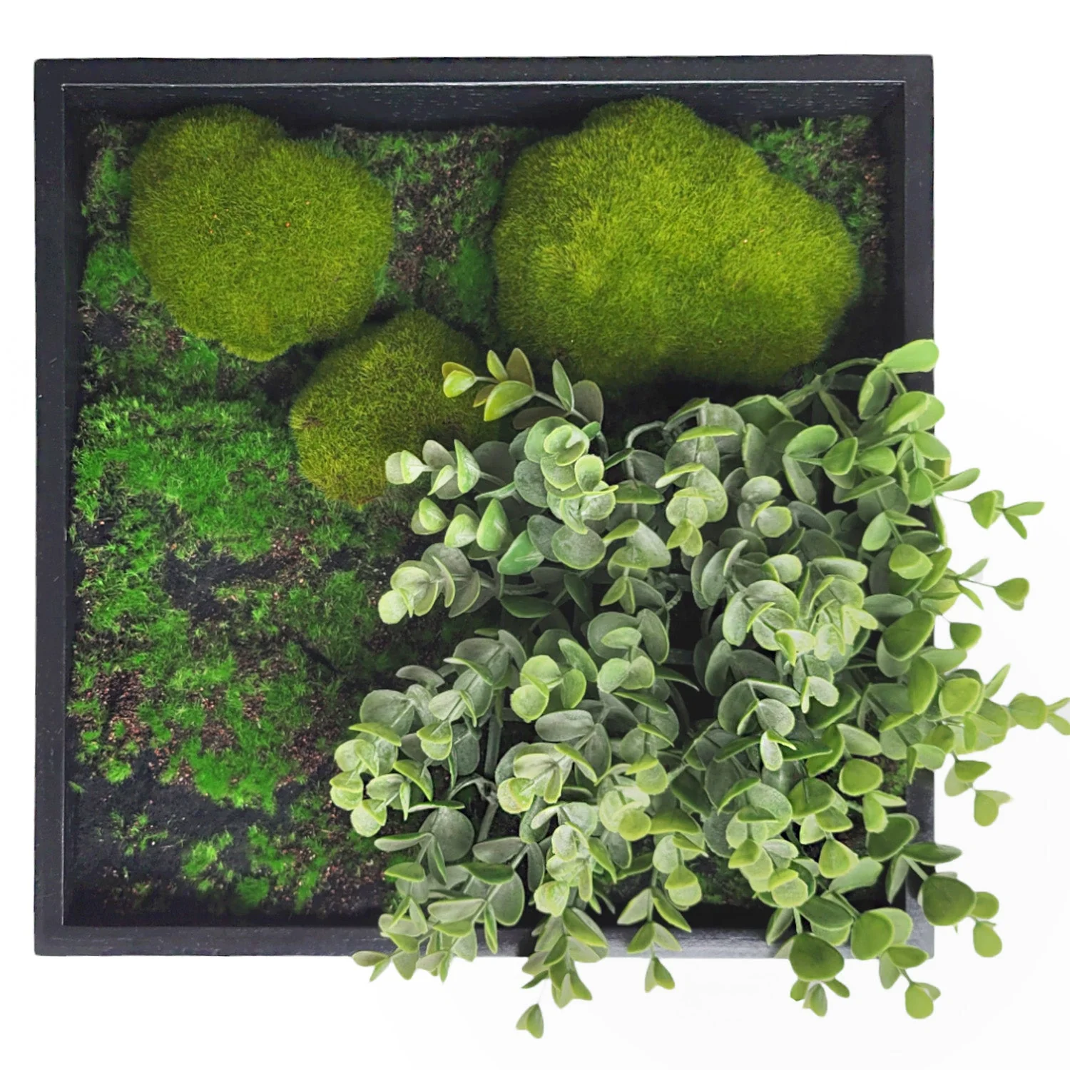 Green Wall, Mini Eucalyptus 1 By Gold Leaf