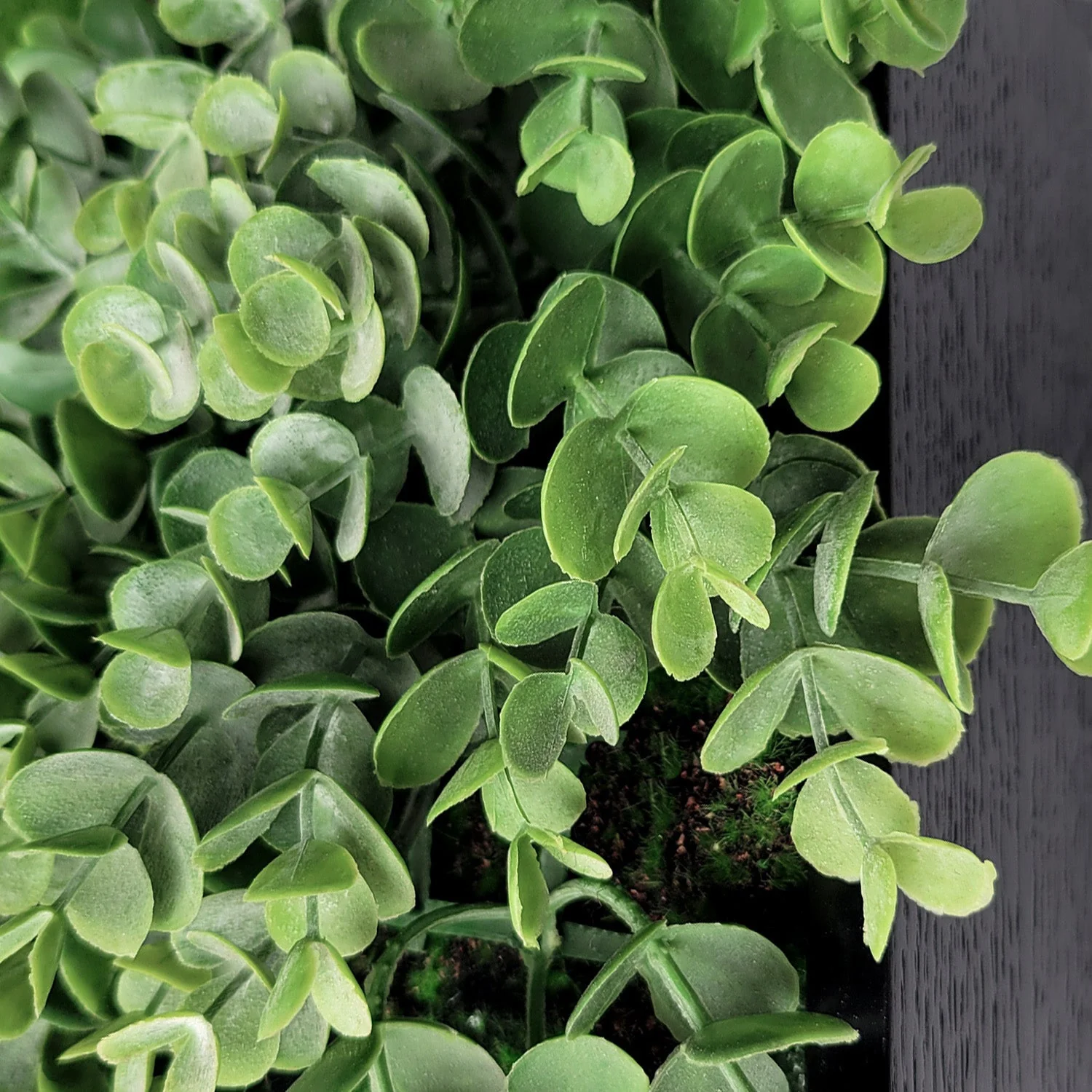 Green Wall, Mini Eucalyptus 1 By Gold Leaf - Image 2
