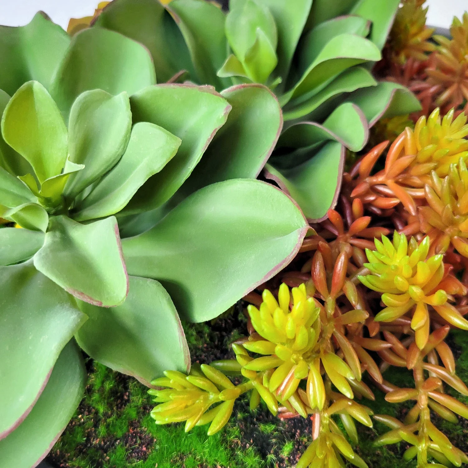 Green Wall, Mini Kalanchoe Mix 1 By Gold Leaf - Image 6