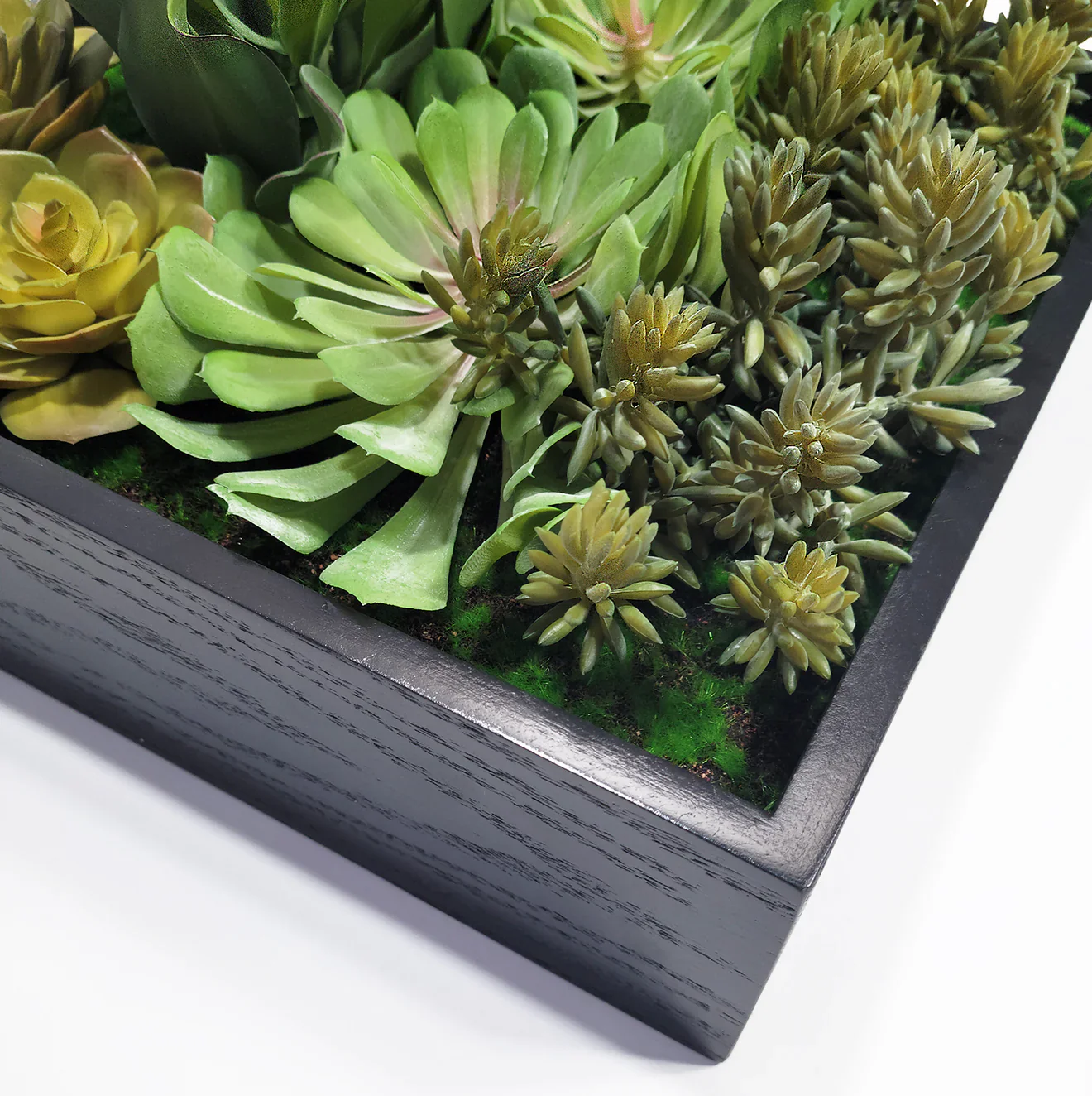 Green Wall, Mini Pulidonis & Kalanchoe 2 By Gold Leaf - Image 4