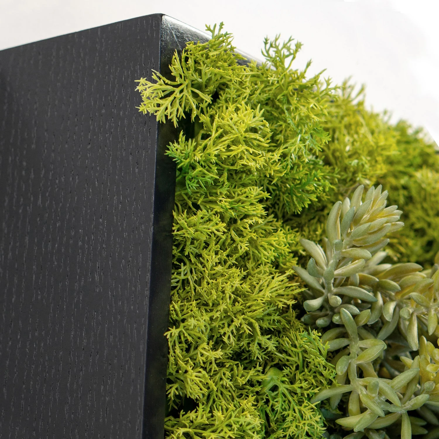 Green Wall, Mini Sedum Album & Pearls By Gold Leaf - Image 4