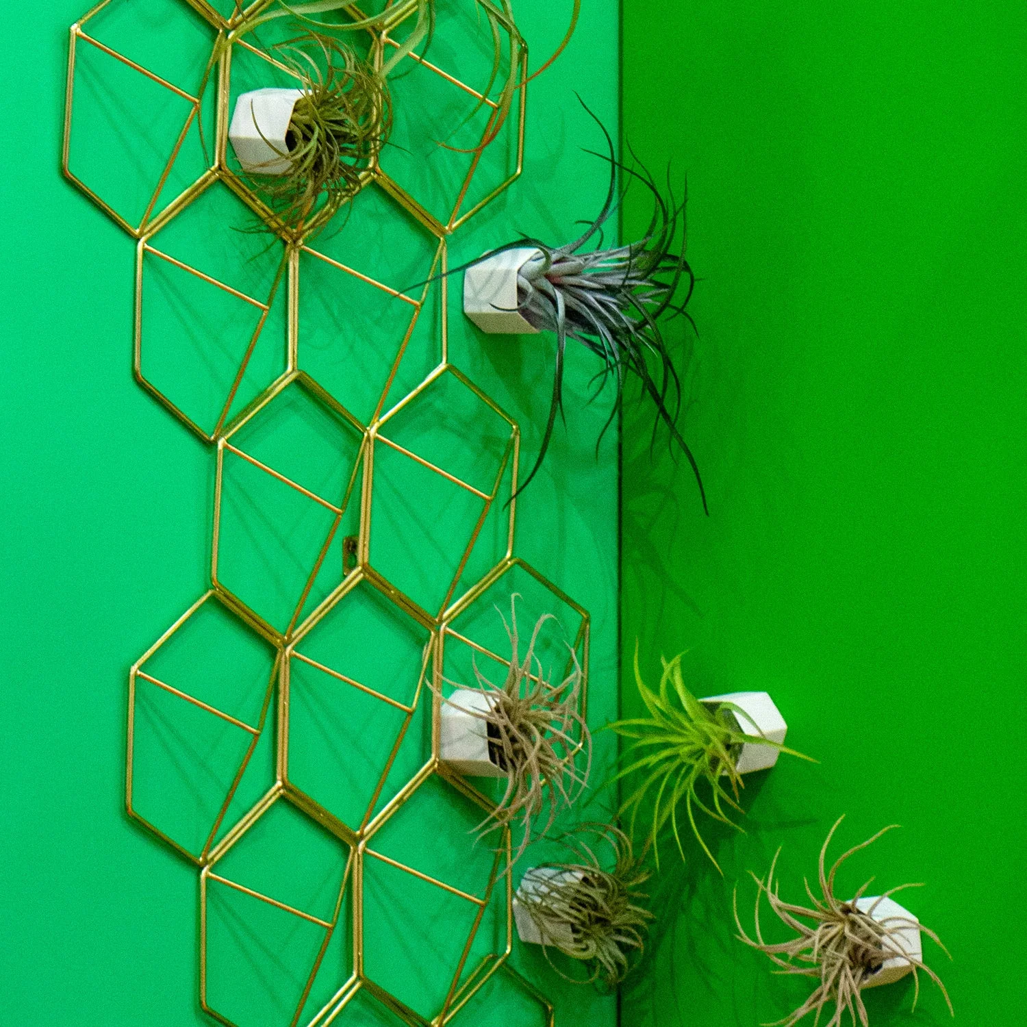 Green Wall Satellite, Wall Play™ Beehive Off-White w/ Air Plants, Set of 10 By Gold Leaf - Image 3
