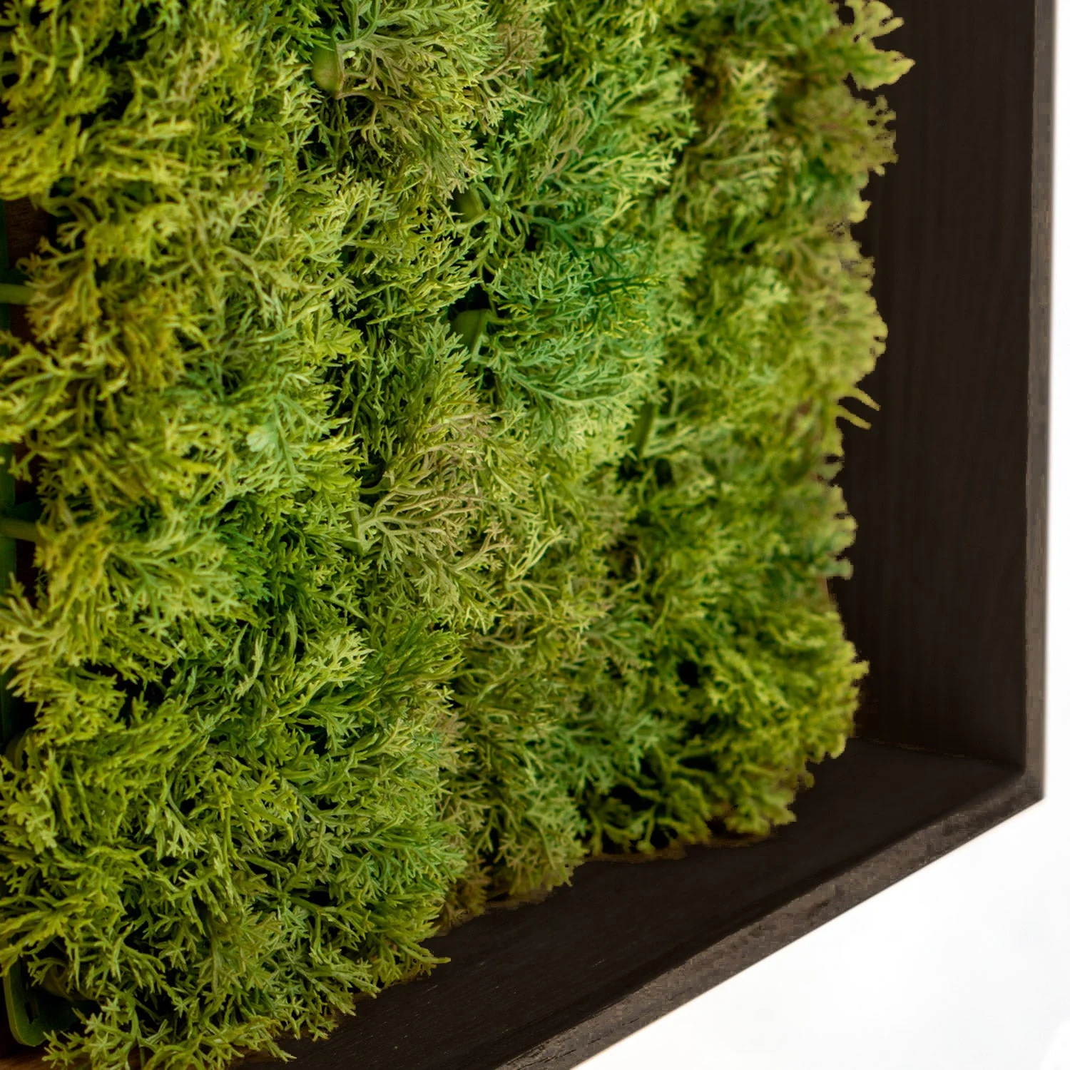 Green Wall, Textured Moss, Black Shadow Box By Gold Leaf - Image 3