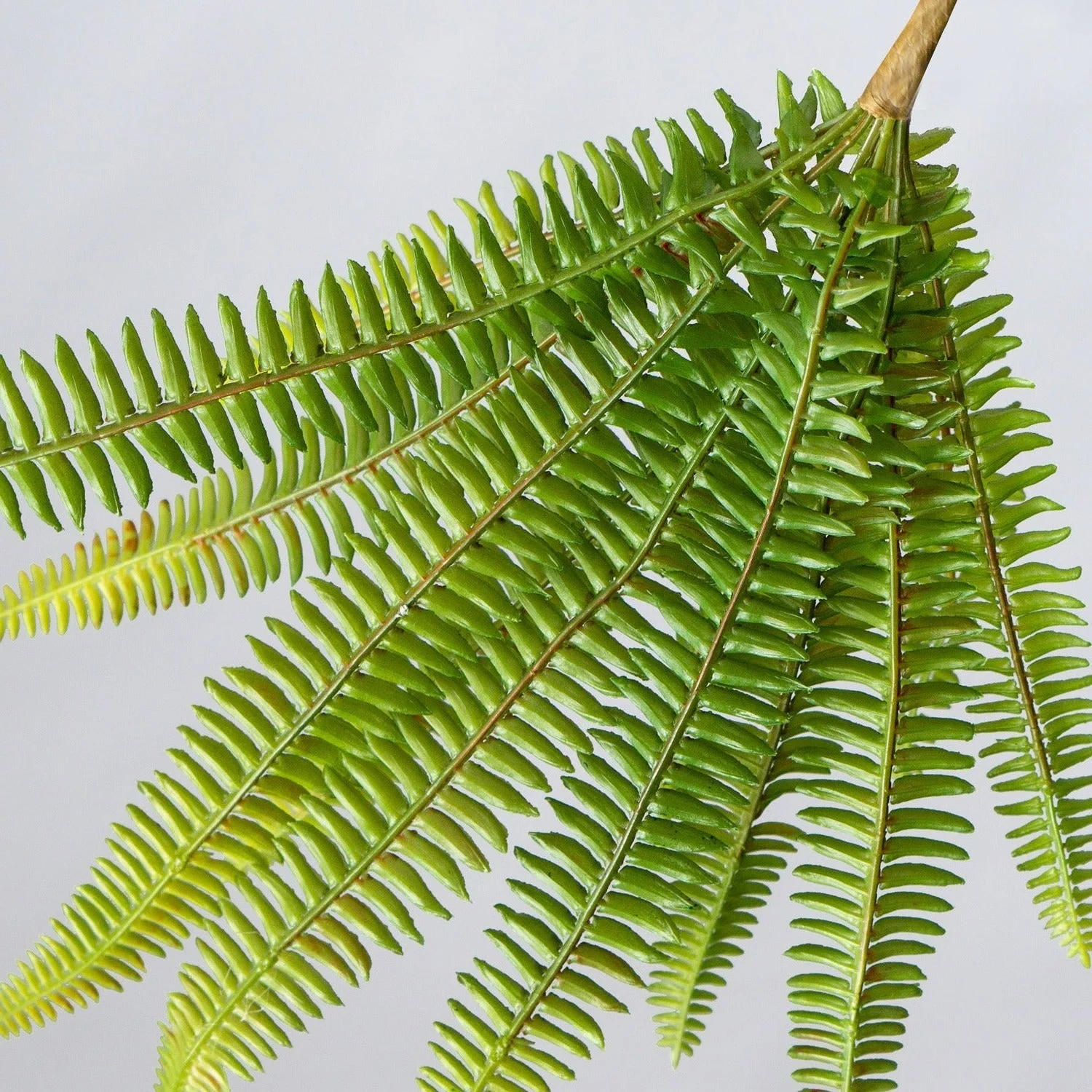 Green Wall, Trailing Mix #1 By Gold Leaf - Image 11