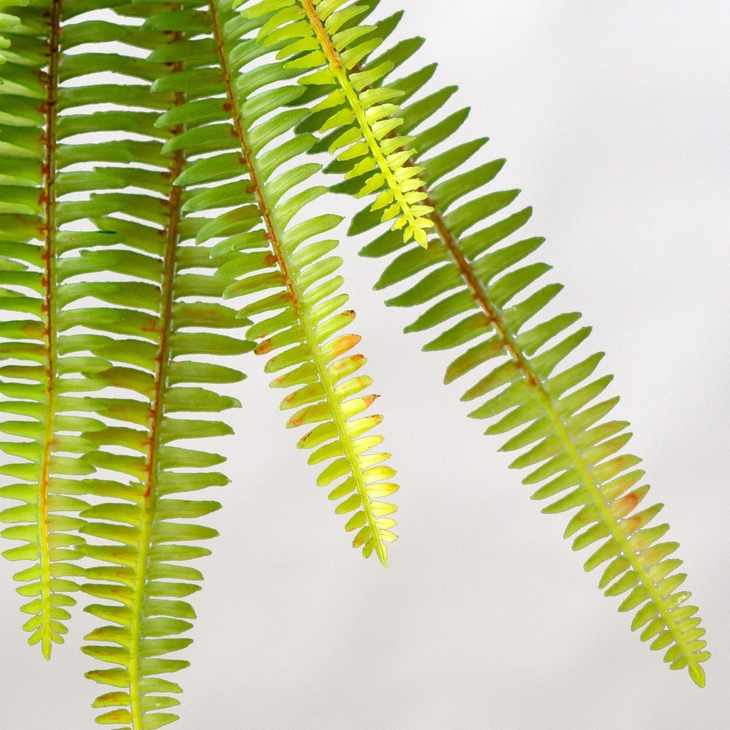 Green Wall, Trailing Mix #1 By Gold Leaf - Image 12