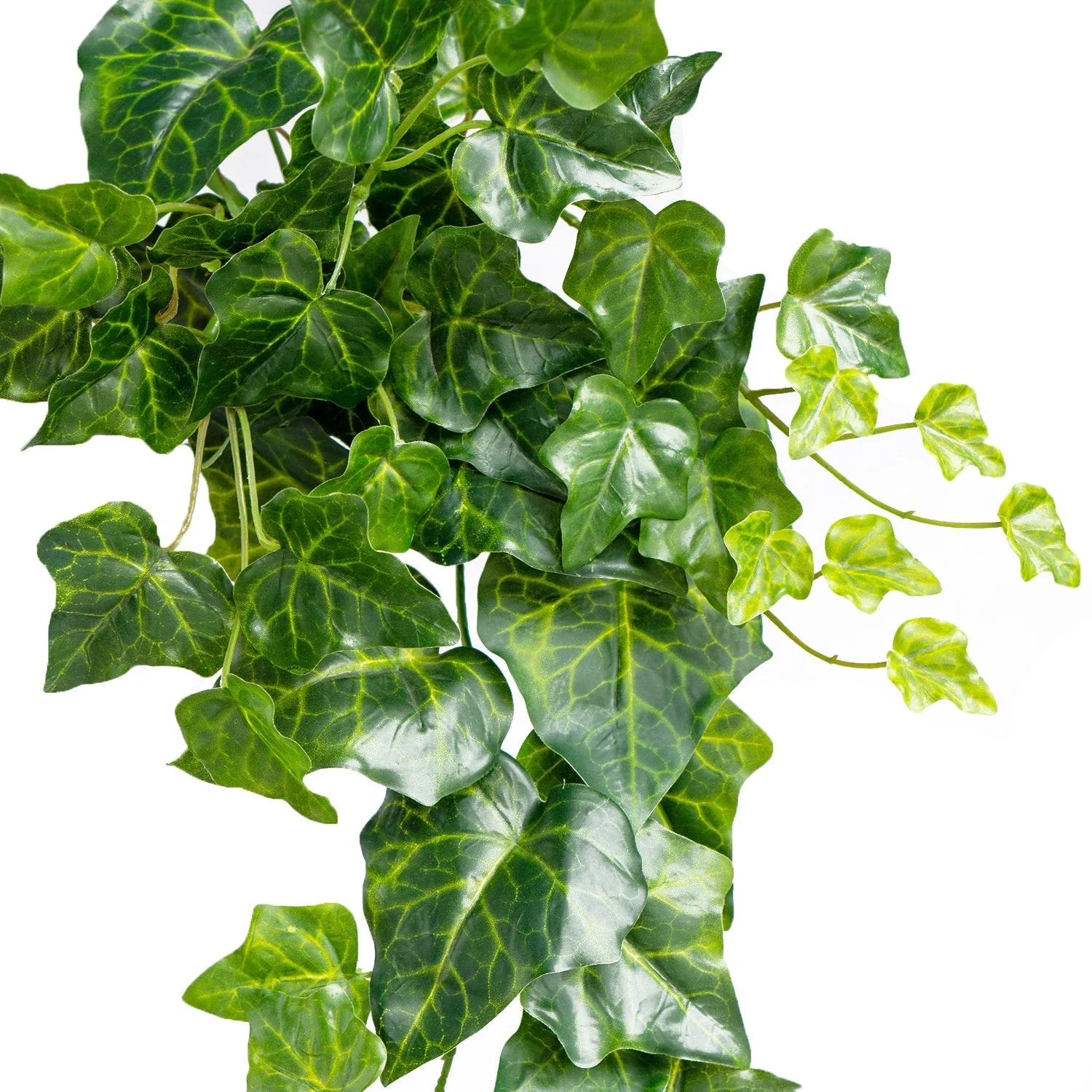 Green Wall, Trailing Mix #1 By Gold Leaf - Image 7