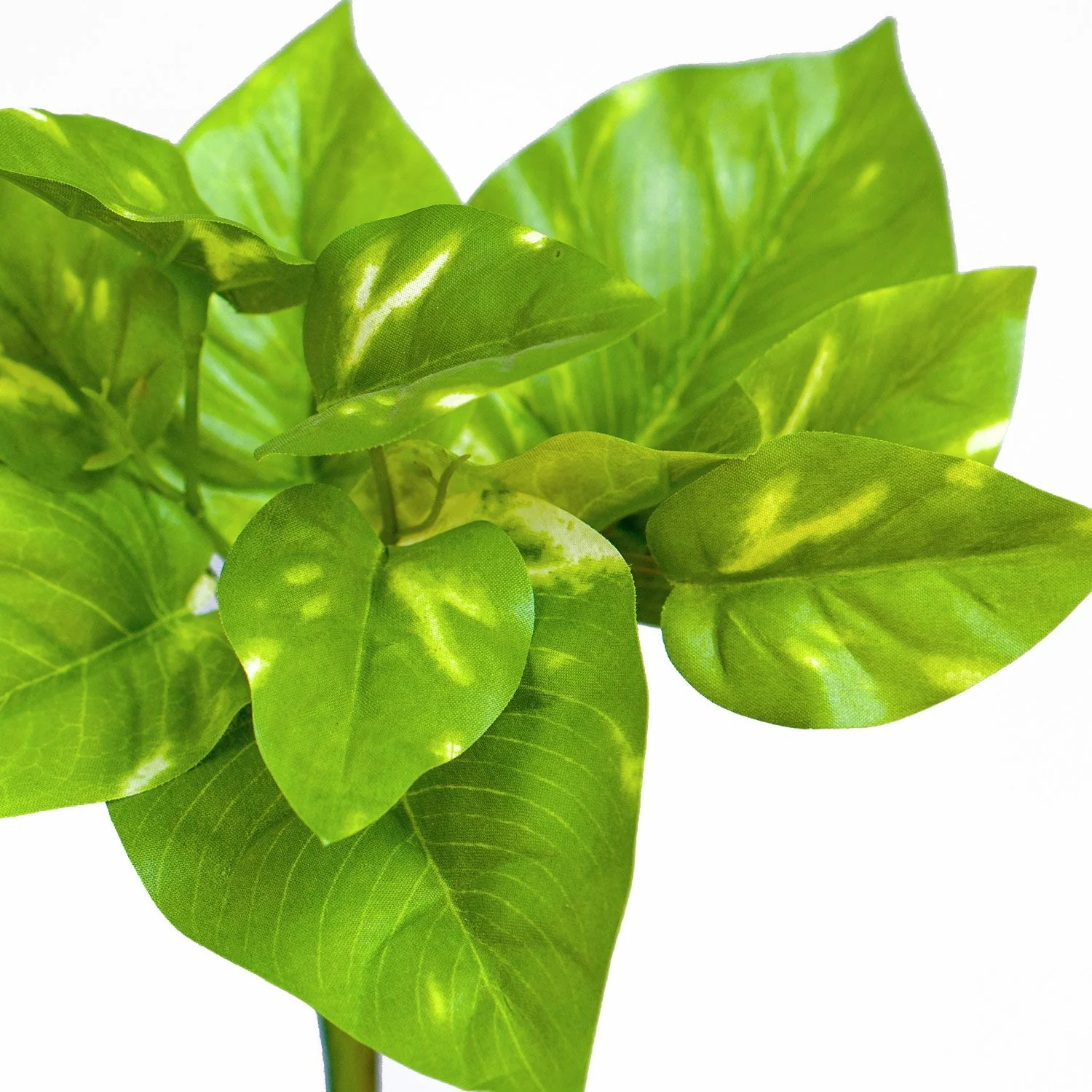 Green Wall, Trailing Mix #1 By Gold Leaf - Image 9