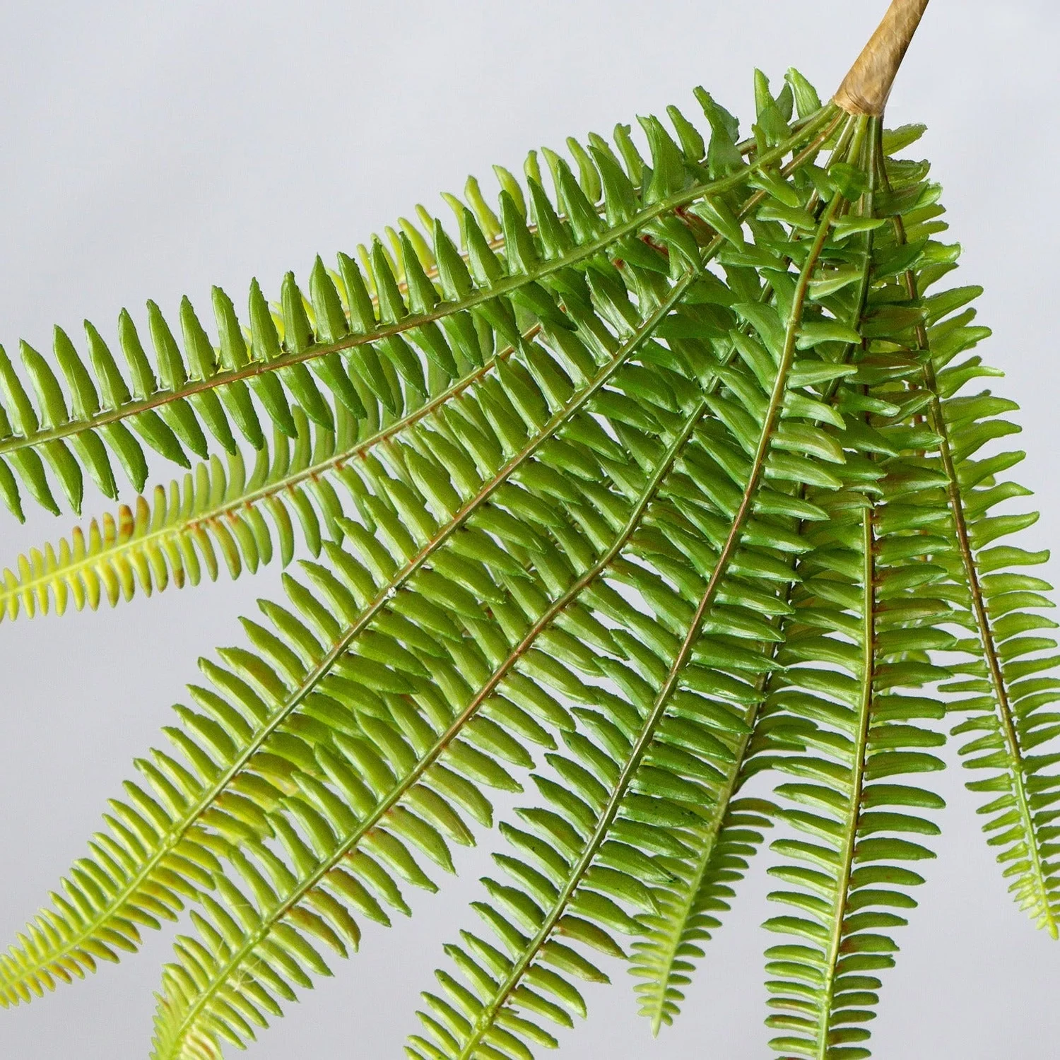 Green Wall, Trailing Mix #2 By Gold Leaf - Image 10