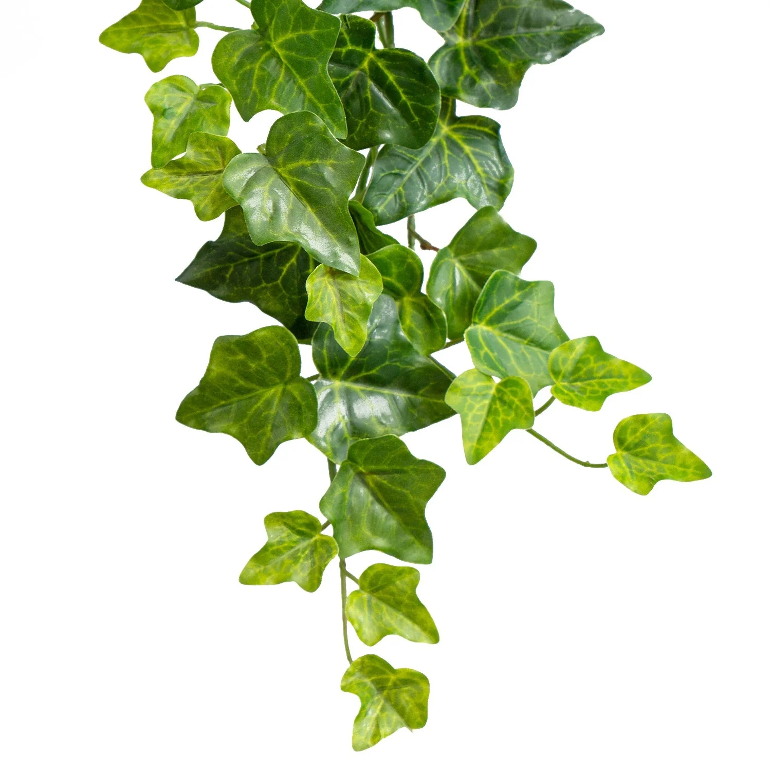 Green Wall, Trailing Mix #2 By Gold Leaf - Image 5