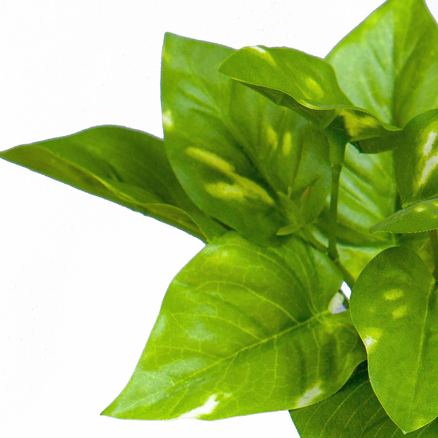 Green Wall, Trailing Mix #2 By Gold Leaf - Image 7