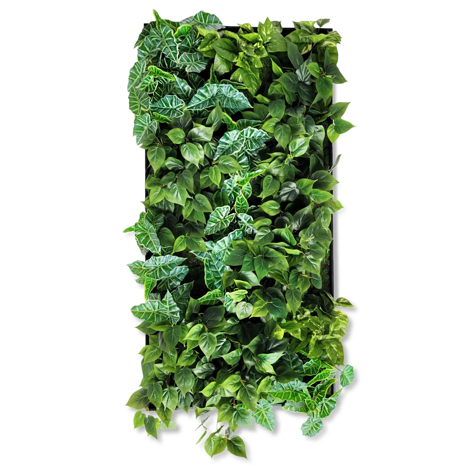 Green Wall, Trailing Mix #3 By Gold Leaf