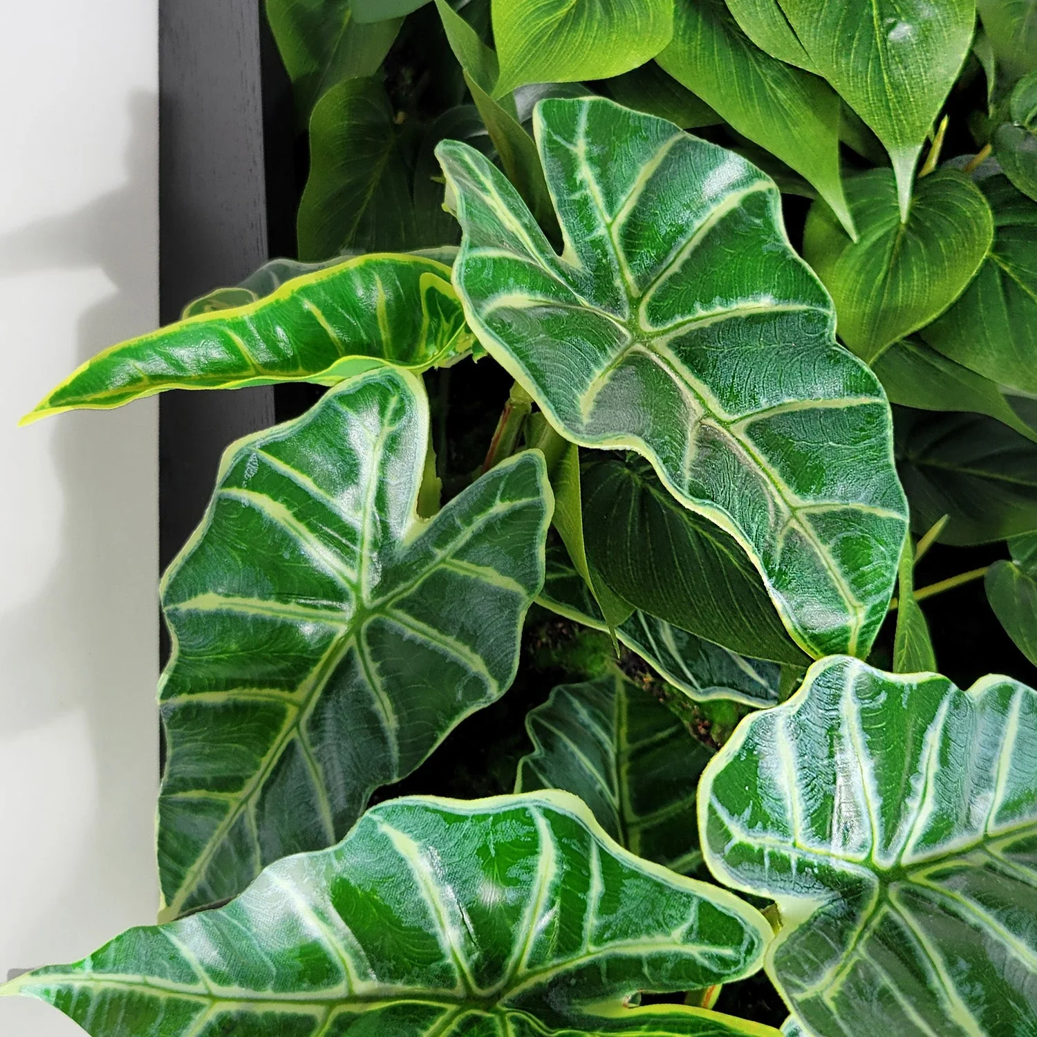 Green Wall, Trailing Mix #3 By Gold Leaf - Image 2