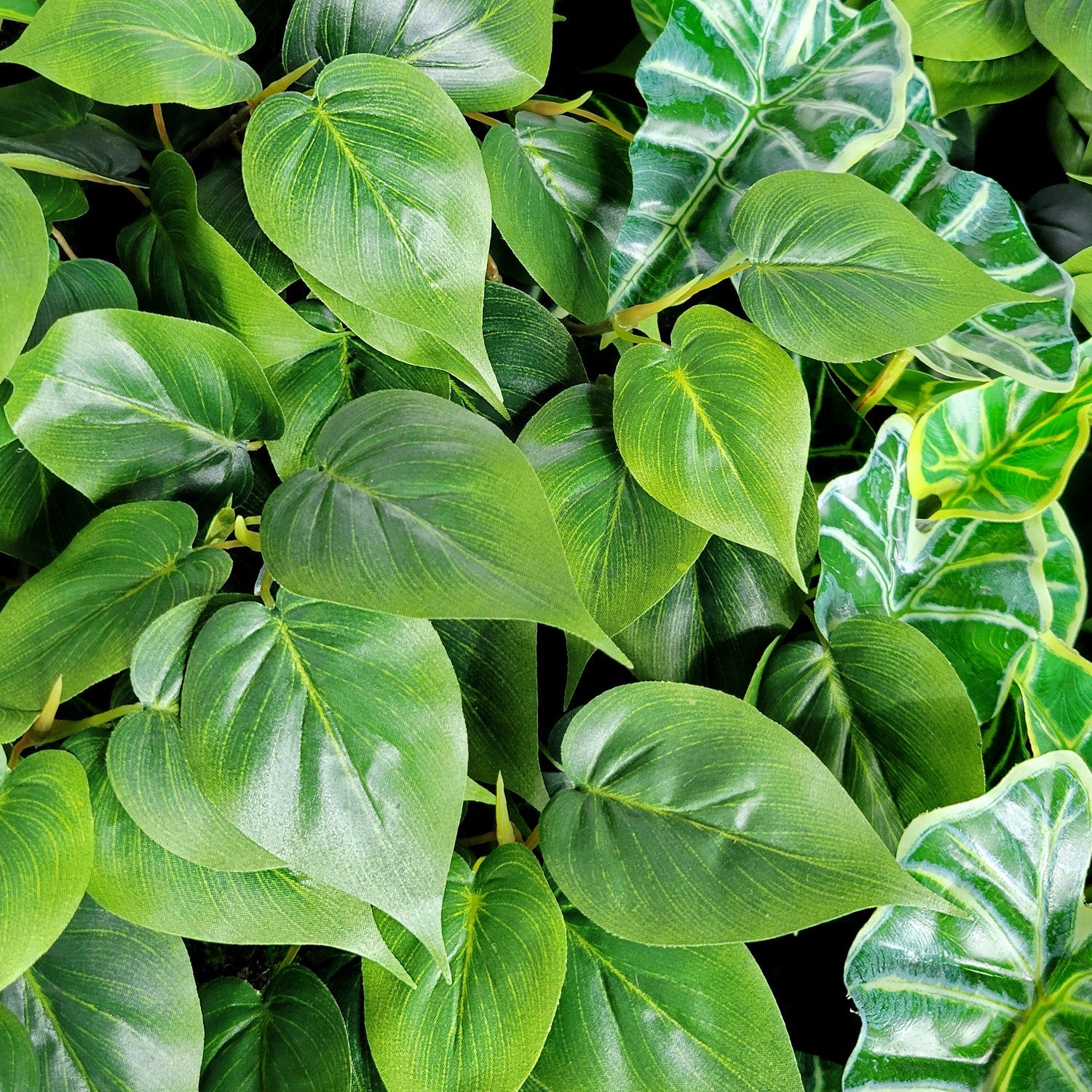 Green Wall, Trailing Mix #3 By Gold Leaf - Image 3