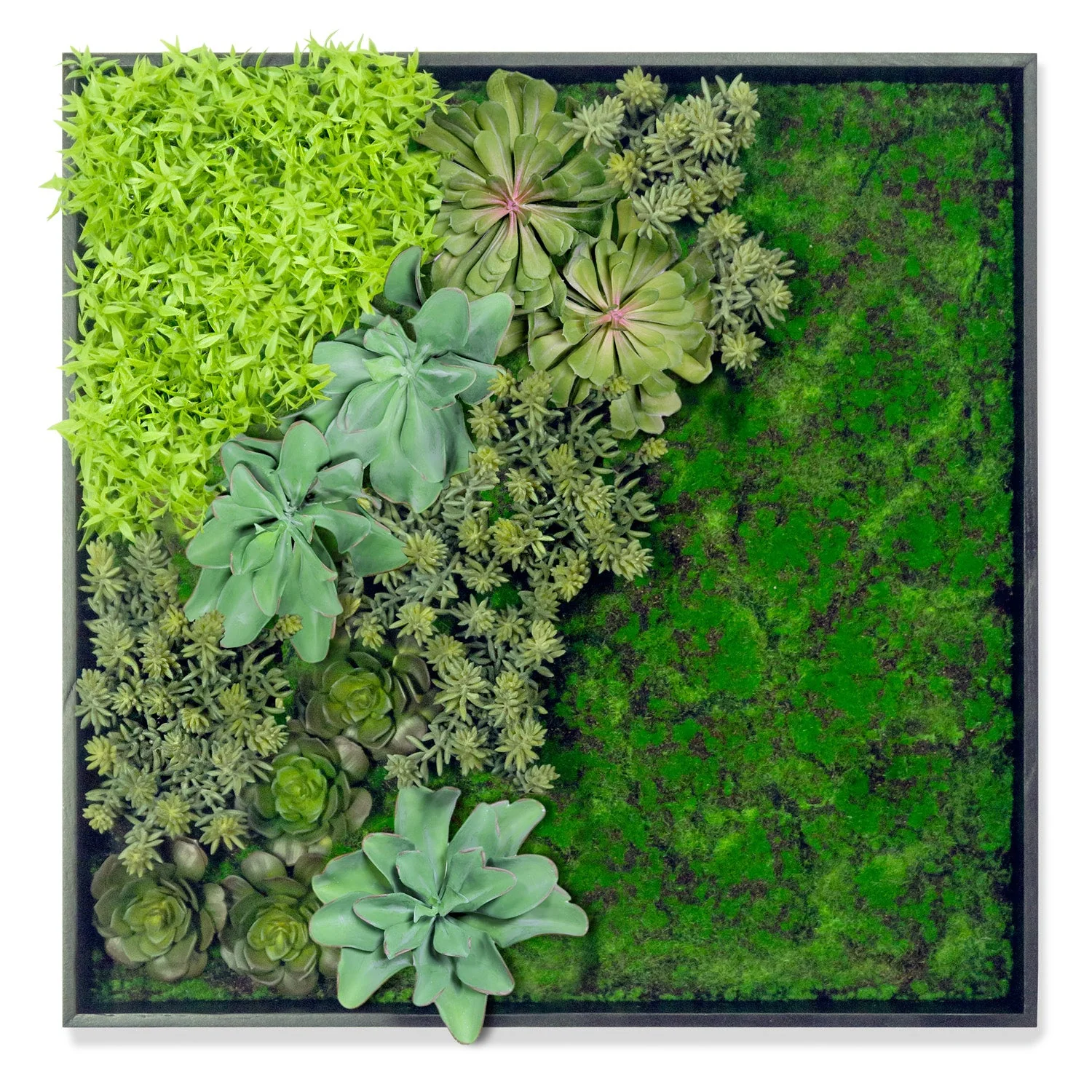 Green Wall, 'Wave Succulent 1' By Gold Leaf