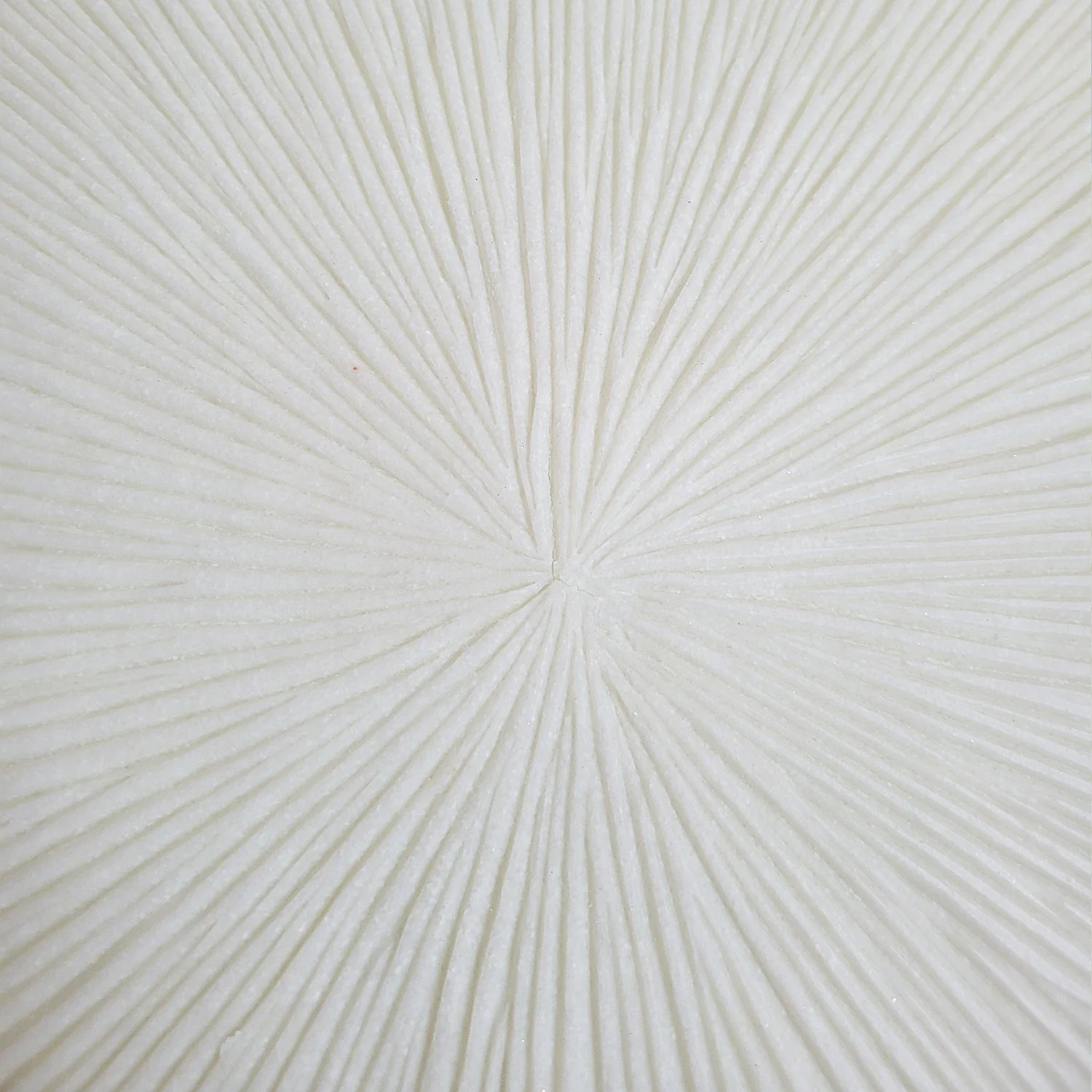 Groove 20.4"SQ, Cream By Gold Leaf - Image 10