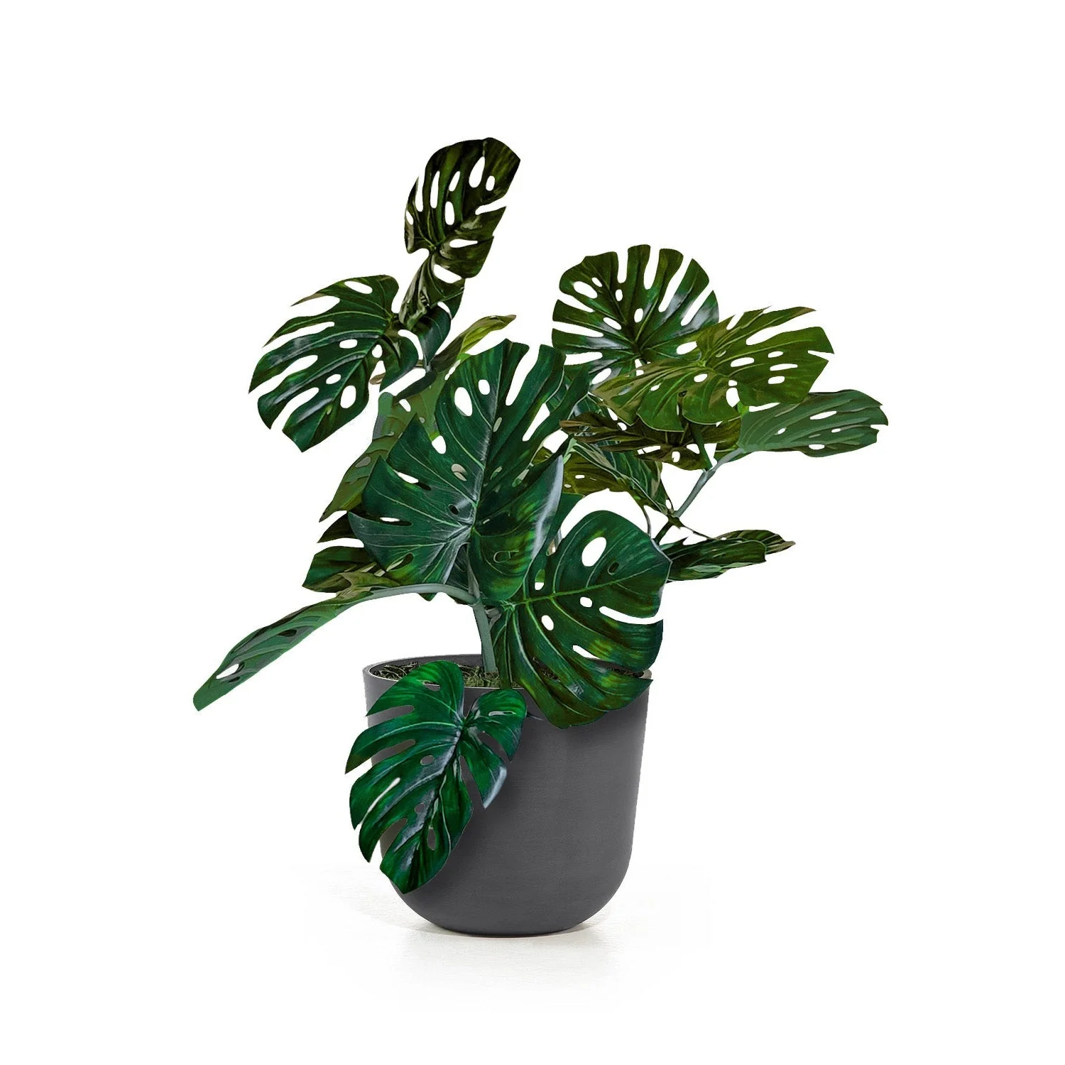 Monstera Vine in Rotunda Planter SM, Grey Matte By Gold Leaf - Image 3