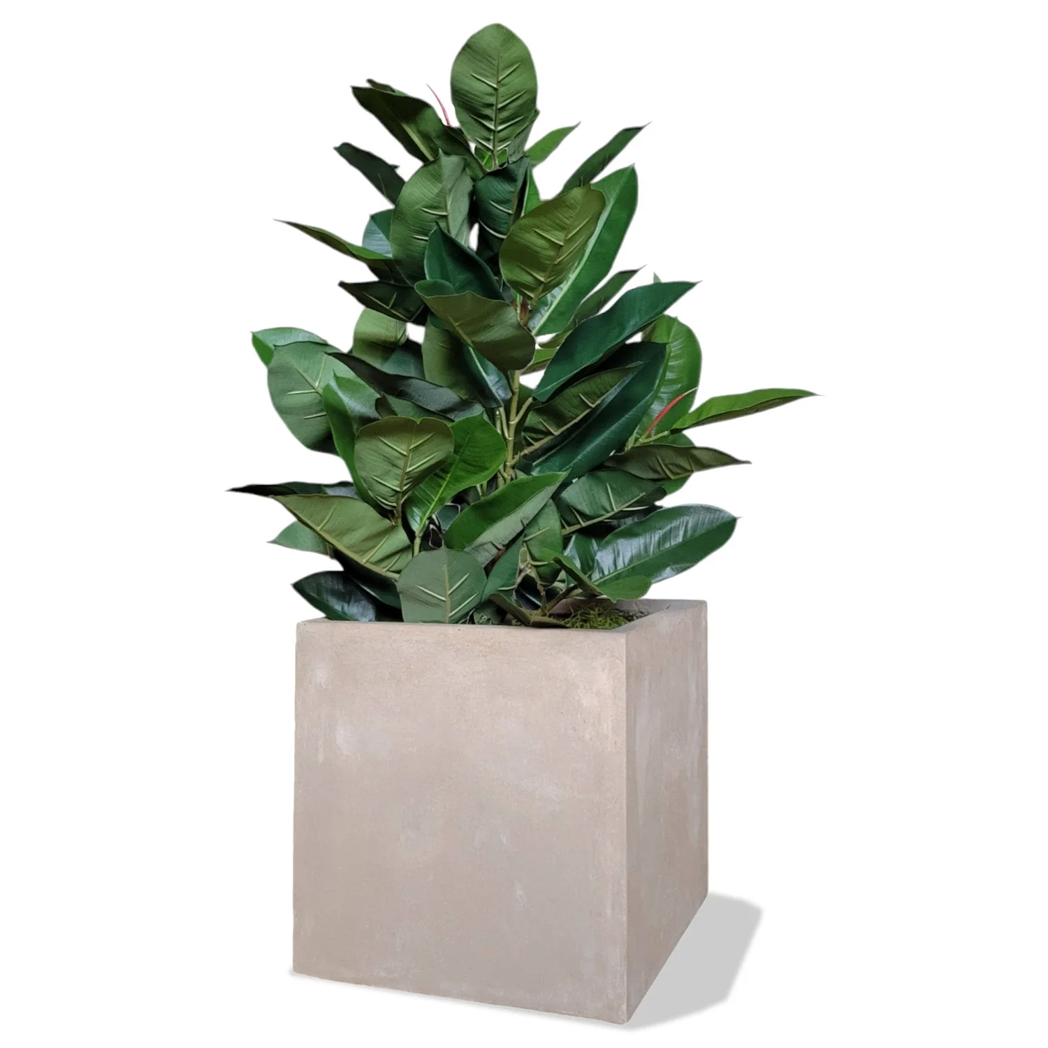 Rubber Tree Green in Square Urbano, SM By Gold Leaf - Image 2