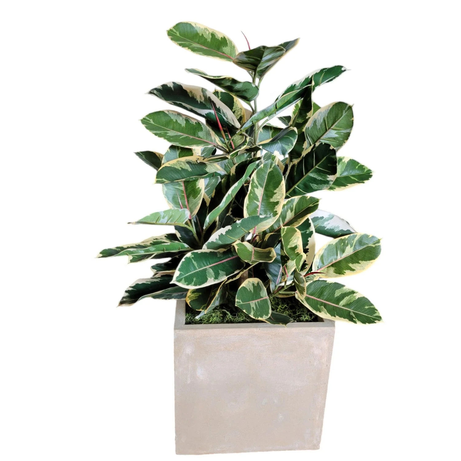 Rubber Tree Two-Tone in Square Urbano, SM By Gold Leaf - Image 3