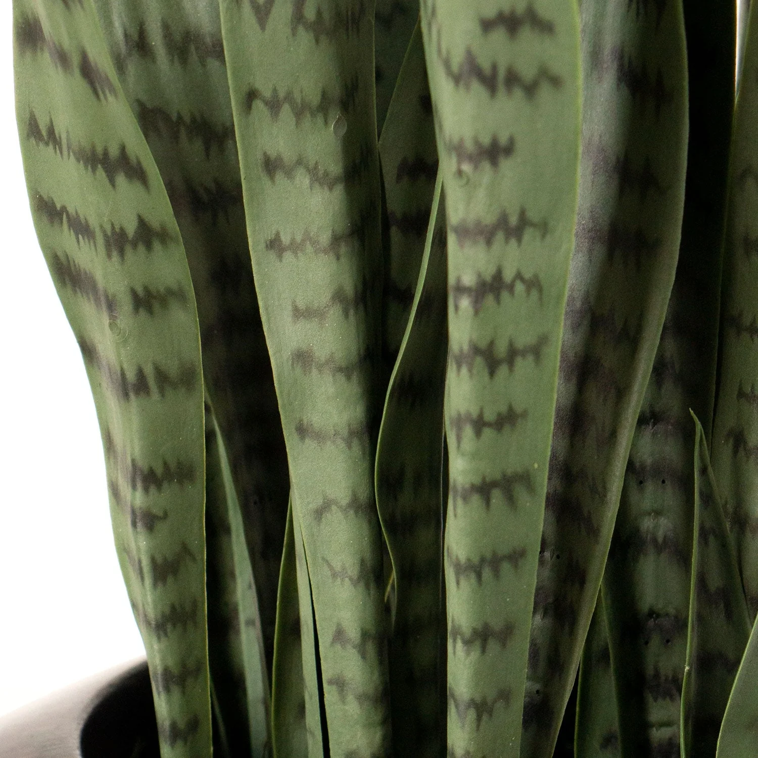 Sansevieria in Barrel Planter MD, Gunmetal Metallic Satin By Gold Leaf - Image 4